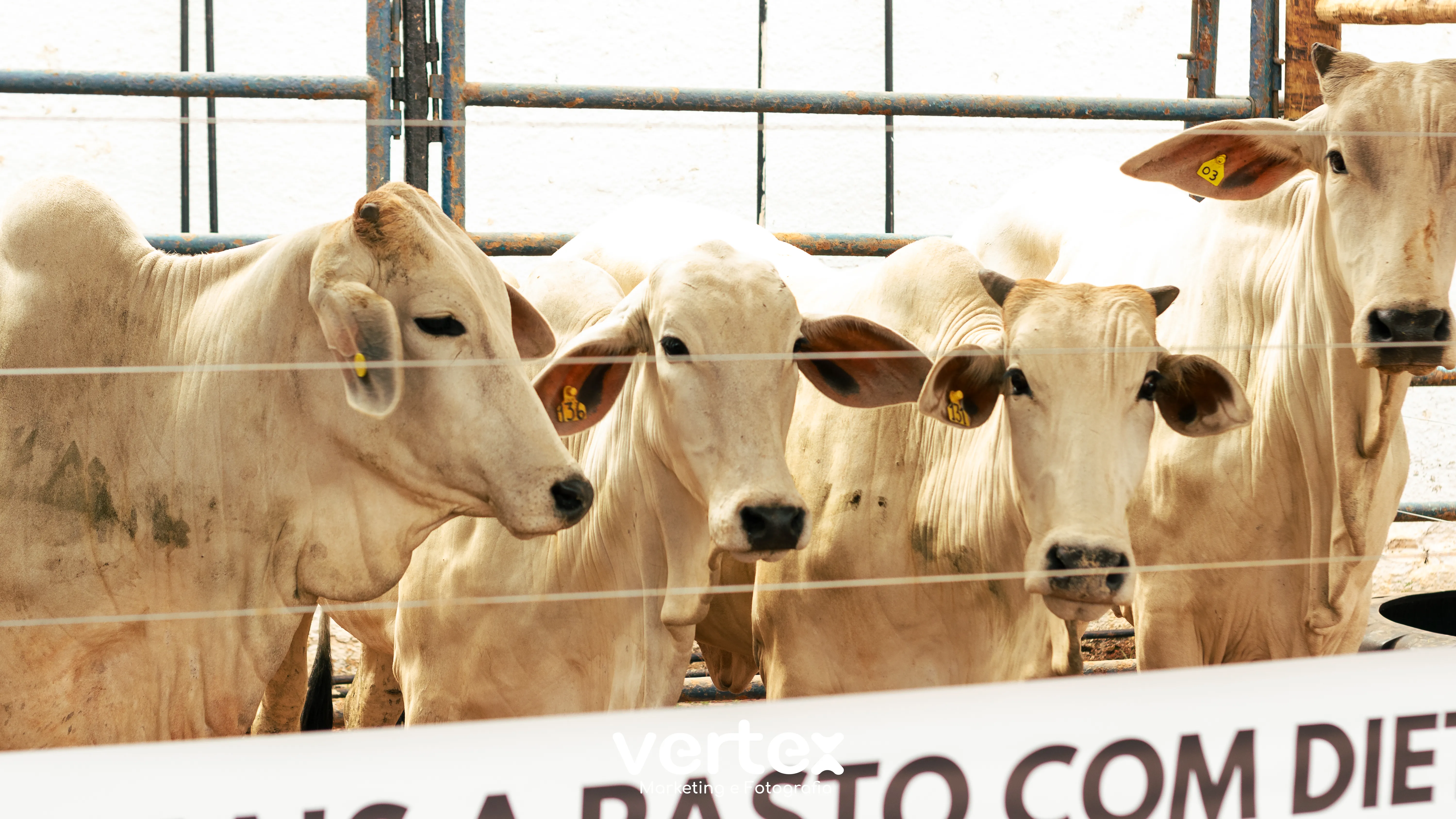 Galeria FERAGRO